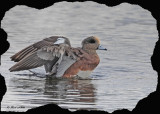20101018 192 American Wigeon NX2 - 2.jpg