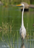 20100824 - 1 292 Great Egret.jpg