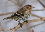 20090121 036 Pine Siskin.jpg