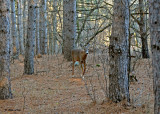 20101123 228 White-tailed Deer NX2 - 1.jpg