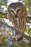 20110105 - 2 057, 364 SERIES, Northern Saw-whet Owl3 HP.jpg