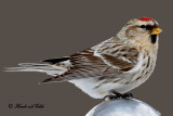20101229 370 Common Redpoll.jpg