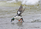 20110111 183 Goldeneye SERIES.jpg