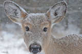 20110107 098 SERRIES-White-tailed Deer HP.jpg
