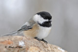 20110107 027 SERIES - Black-capped Chickadee HP.jpg