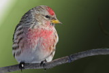 20110114 128 Common Redpoll 7.jpg