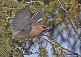 20110127 - 1 267 Bohemian Waxwing HP.jpg
