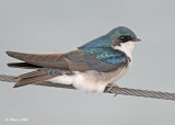 20120416 695 Tree Swallow.jpg