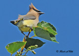 20120818 254 Cedar Waxwing.jpg