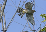 20120917 056 Coopers Hawk.jpg