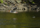 20120915 035 Common Merganser.jpg