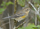 20120915 077 Yellow-rumped Warbler.jpg