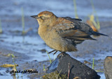 20120924 109 Rusty Blackbird2.jpg