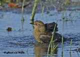 20120924 088 SERIES - Rusty Blackbird.jpg