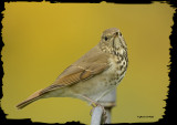 20121006 114 SERIES - Hermit Thruswh3.jpg