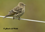 20121006 299 SERIES - Pine Siskin.jpg