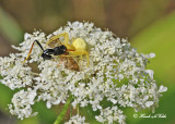 20120808 - 2 367 Crab Spider.jpg