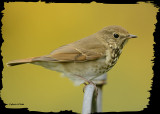 20121006 111 Hermit Thrush4.jpg