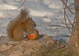 20080131 D200 009 Red Squirrel SERIES.jpg