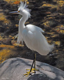 20080228 Snowy Egret - Mexico 3 819.jpg