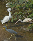 20080223 S Egret, LB Heron, Roseate Spoonbill.jpg