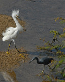 20080223 Snowy Egret, LB Heron - Mexico 1 495.jpg