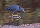 20080228 LB Heron - Mexico 3 151.jpg