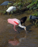 20080223 R Spoonbill, LB Herons, Snowy Egret, W-f Ibis.jpg