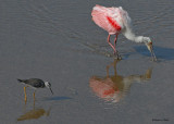 20080223 Roseate Spoonbill - Mexico 1 554.jpg