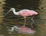 20080228 Roseate Spoonbill - Mexico 3 464.jpg