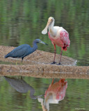 20080228 Roseate Spoonbill, LB Heron - Mexico 3 623.jpg