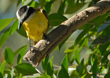 20080223 Great Kiskadee - Mexico 1 136.jpg