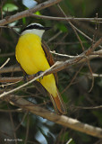 20080228 Great Kiskadee - Mexico 3 757.jpg