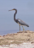 20080309 012 Tricolor Heron - Mexico.jpg