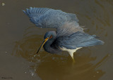 20080228 SERIES - Tricolor Heron - Mexico 3 333 SERIES.jpg