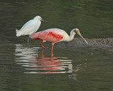20080228 Roseate Spoonbill, Snowy Egret.jpg
