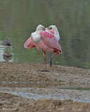 20080228 Roseate Spoonbills - Mexico 3 611.jpg