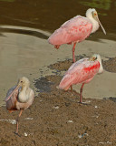 20080228 Roseate Spoonbills - Mexico 3 629.jpg