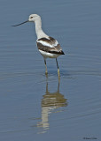 20080225 American Avocet (Stilt) - Mexico 2 265.jpg