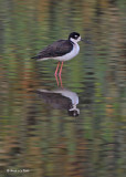 20080228 Black-necked Stilt - Mexico 3 165.jpg