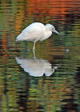 20080228 LB Heron (Imm)1 - Mexico 3 179.jpg