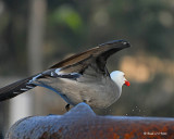 20080223 Heermanns Gull3 - Mexico 1 463.jpg