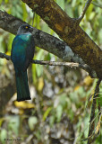 20080225 Citreoline Trogan - Mexico 2 167.jpg