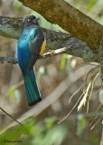 20080225 Citreoline Trogan - Mexico 2 173.jpg