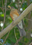 20080228 Rufous-backed Thrush (Robin) - Mexico 3 793.jpg