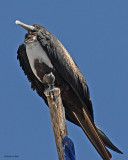 20080223 Mag Frigatebird (female)- Mexico 1 394.jpg