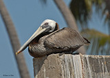 20080223 Br Pelican - Mexico.jpg