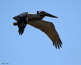 20080223 Brn Pelican - Mexico 1 017.jpg