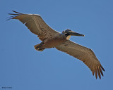 20080223 Brn PelicanMexico 1 026.jpg