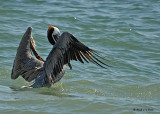 20080223 Brown Pelican - Mexico 1 032.jpg